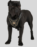 Black Cane Corso wearing black leather harness with gold studs