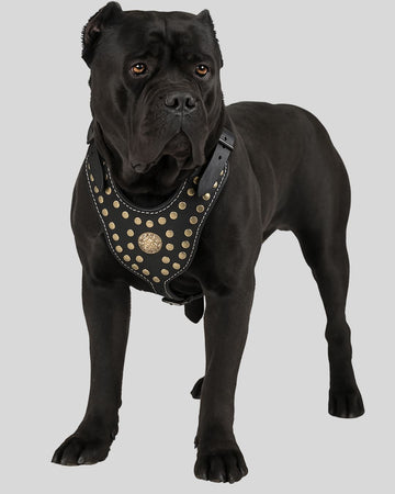 Black Cane Corso wearing black leather harness with gold studs