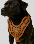 Black dog wearing a brown leather harness with studs on a gray background