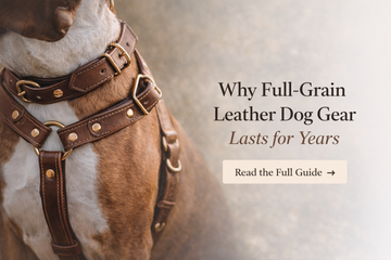 Why Full-Grain Leather Dog Gear Lasts for Years