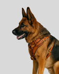 German Shepherd wearing tan leather dog harness with brass buckles side profile
