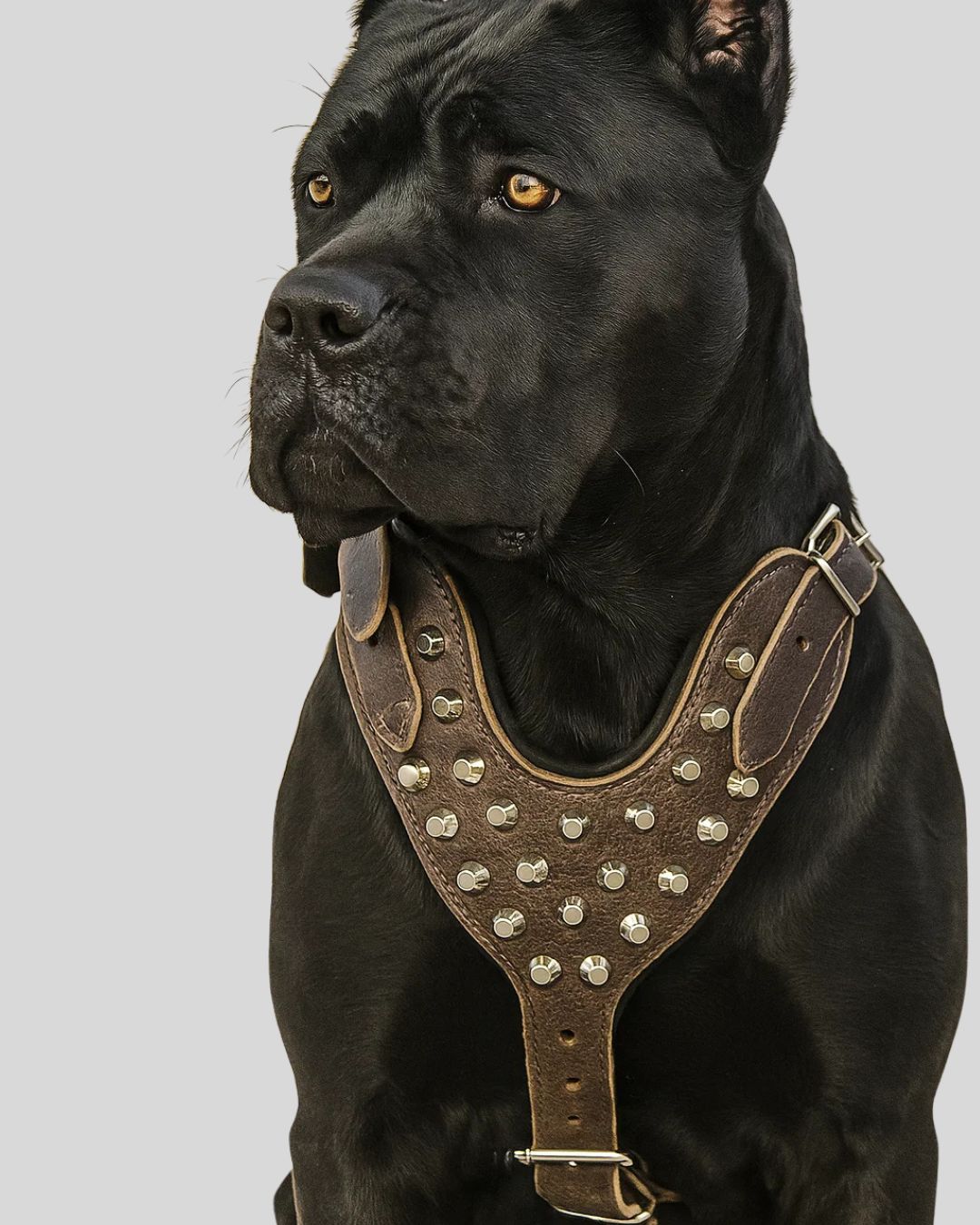Full view of Bronze Guard™ heavy-duty brown leather dog harness with metal studs