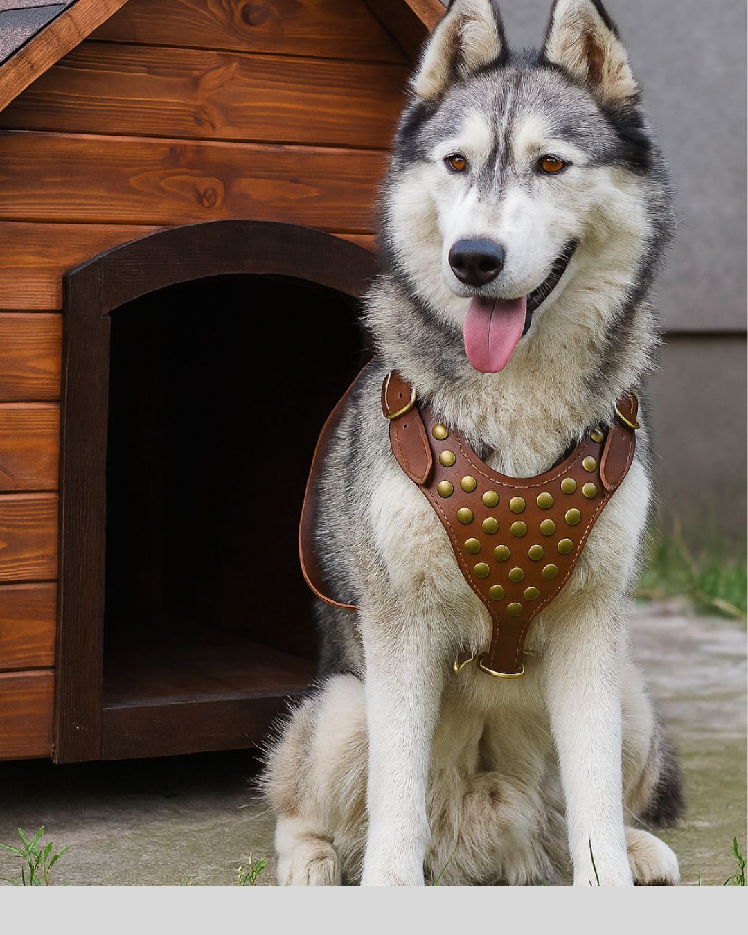 Heavy-duty brown leather dog harness with brass studs and buckle straps
