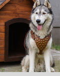 Husky dog wearing IronProwl™ studded leather harness with gold chest plate

