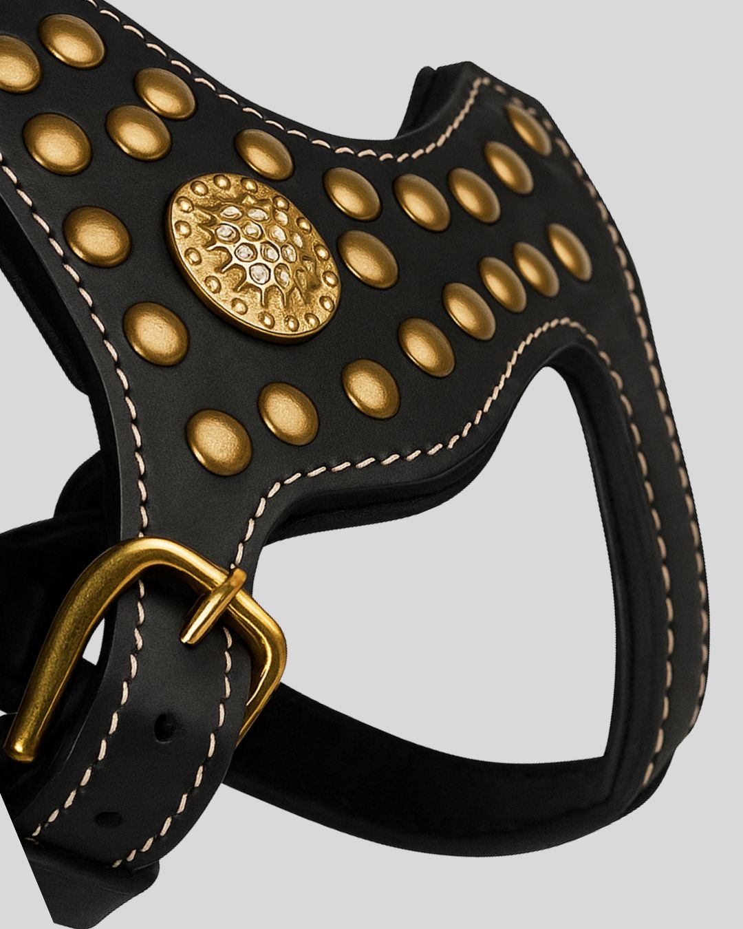 Black Cane Corso wearing black leather harness with gold studs