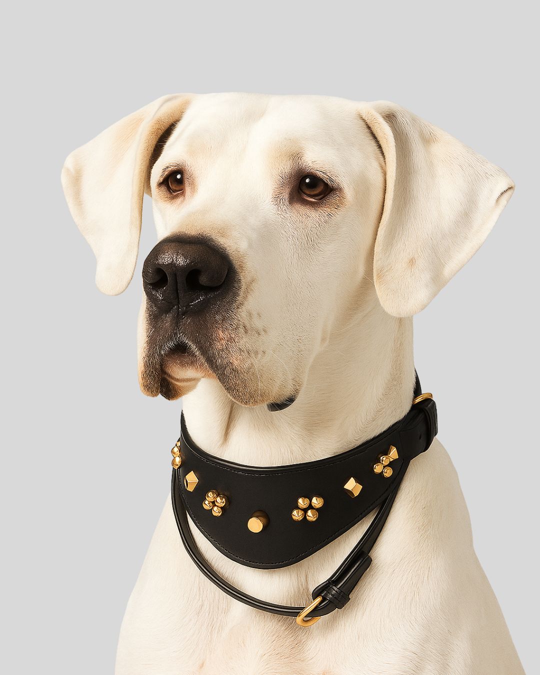 Black leather dog collar with gold studs on white Labrador – side profile view