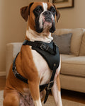 Boxer wearing cushioned black leather dog harness with steel hardware
