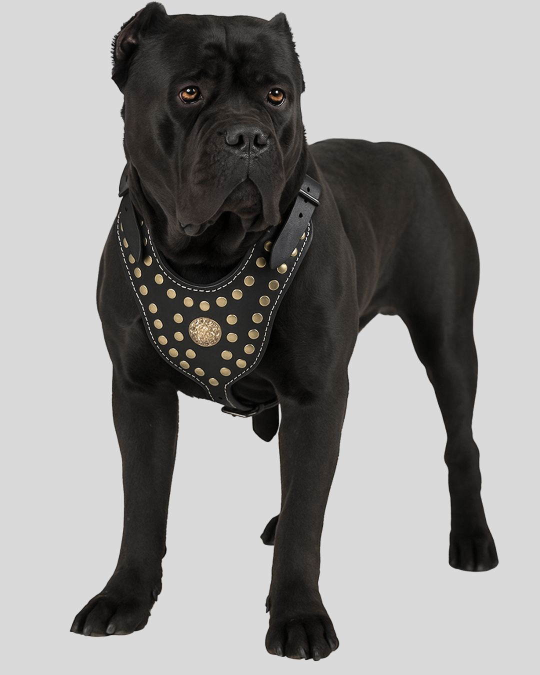 Black Cane Corso wearing black leather harness with gold studs