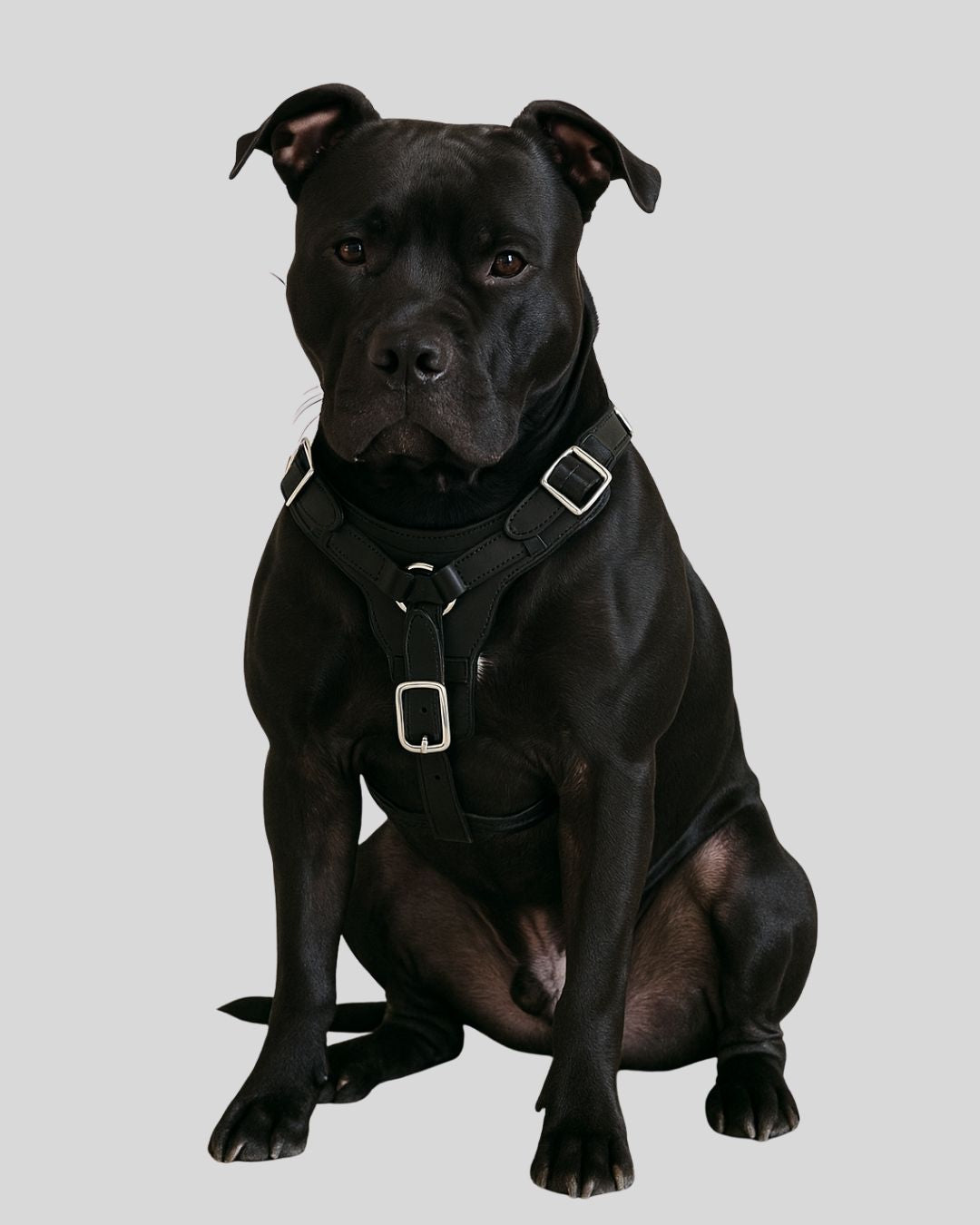 Black leather dog harness with silver buckles – studio front view