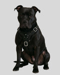 Pitbull wearing black leather harness – lifestyle front view