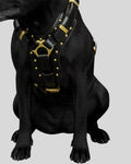 Black leather full-body tactical dog harness with gold hardware worn by black dog – front view