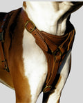Close-up of brown leather chest harness fitted on large breed dog