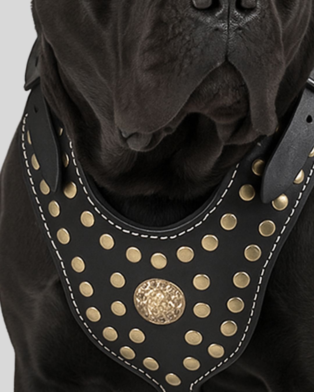 Gold-studded chest plate of black leather dog harness