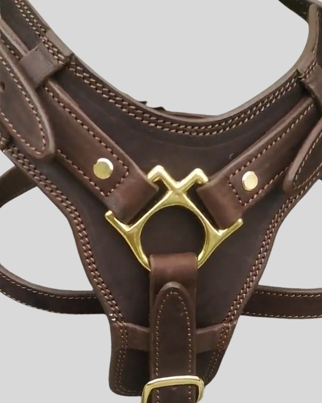 Studio display of tactical dog harness for large breeds with brass detailing

