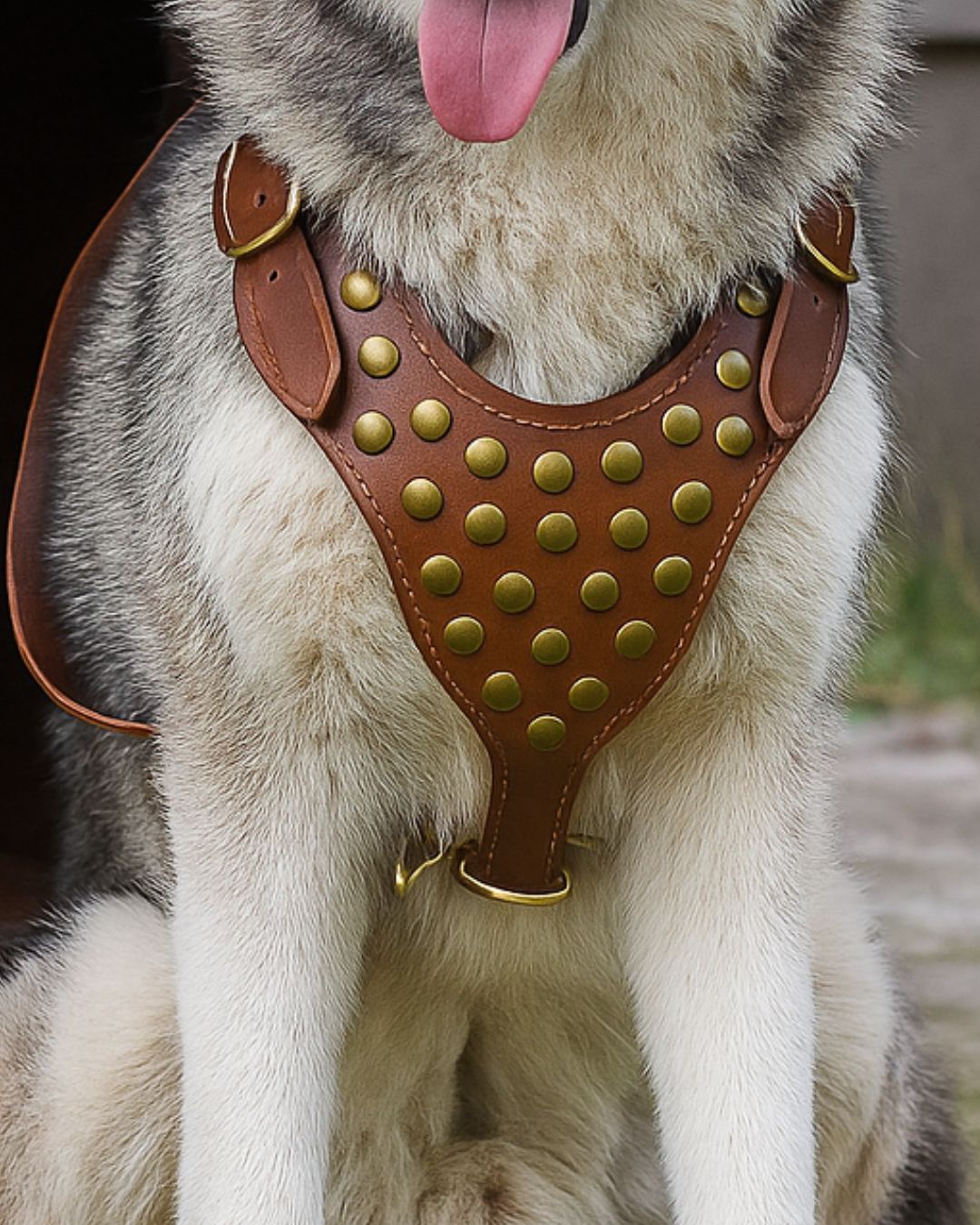 Close-up view of studded leather chest harness on large breed dog