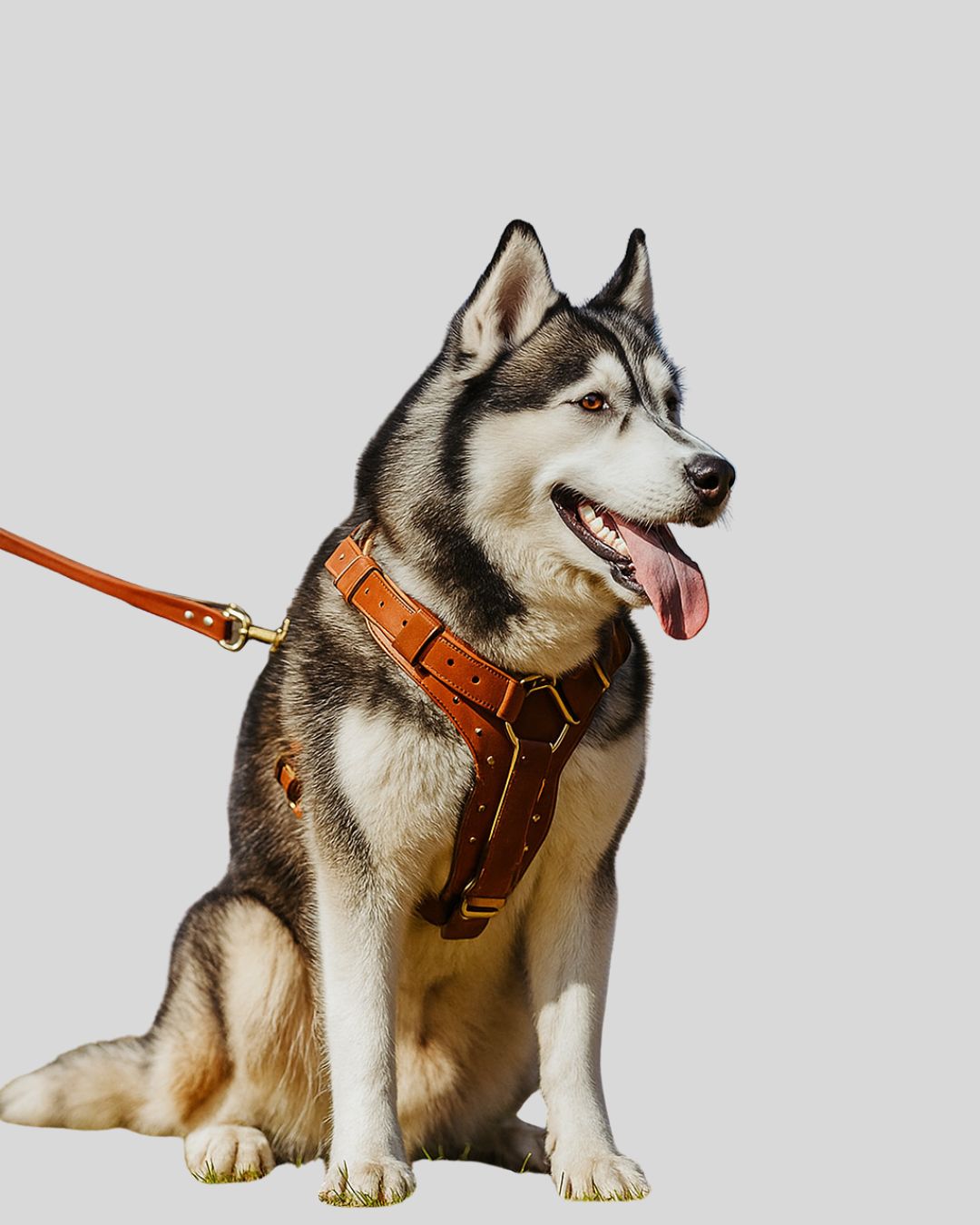 Full-body tan leather tactical dog harness with brass hardware