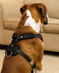 Back view of black leather dog harness with adjustable strap and D-ring