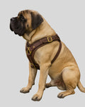 Bullmastiff wearing FortiLock brown leather dog harness outdoors

