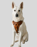 White dog modeling tan leather harness with padded chest plate and adjustable straps

